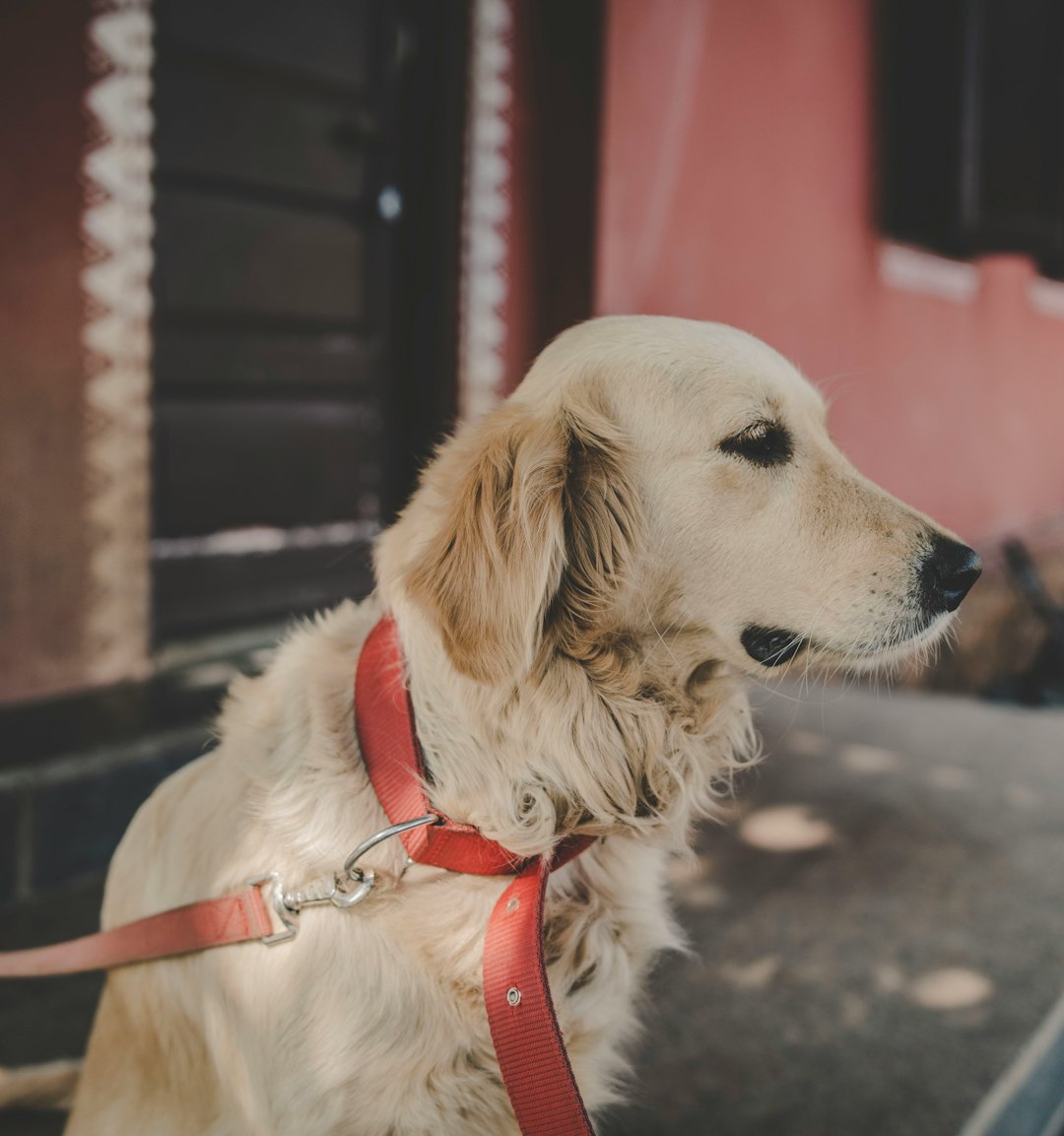 Pet Supplies